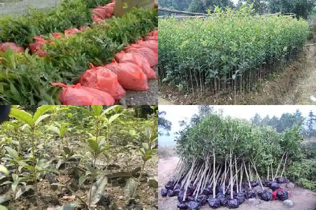 月桂花和桂花的区别1686099827005