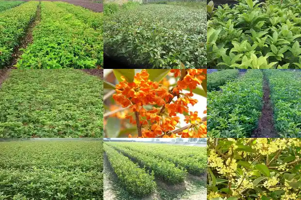 月桂花和桂花的区别1686099827053