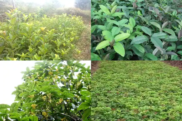 月桂花和桂花的区别1686099827101