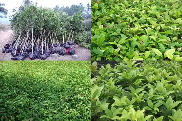 月桂花和桂花的区别1686099827149
