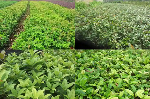 月桂花怎么种植盆栽1686183046587