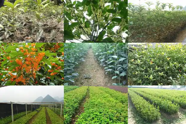 月桂花怎么种植盆栽1686183046683