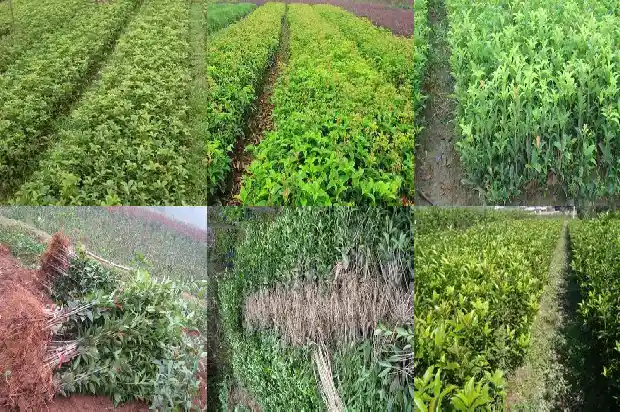 桂花怎么种又细又高1686183085468