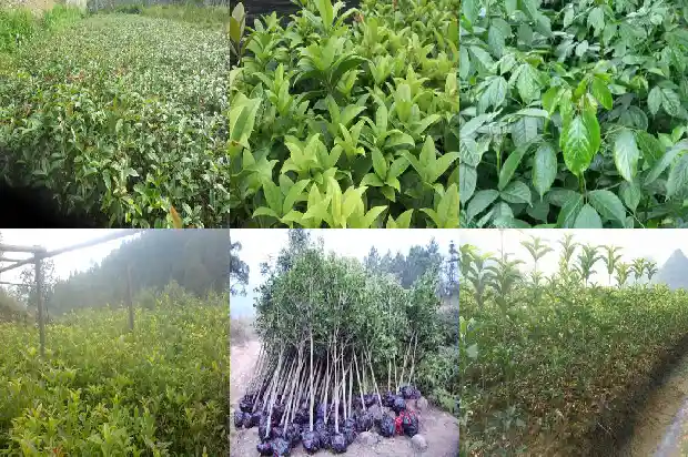 月桂花适合在哪养活1686183111673
