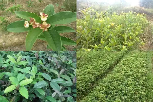 月桂花怎么养才长得好1686183151256