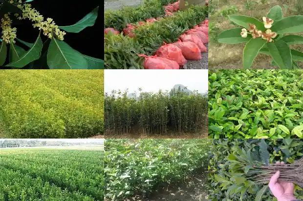 月桂花怎么养才长得好1686183151304