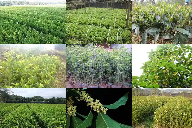 月桂花怎么养才长得好1686183151352