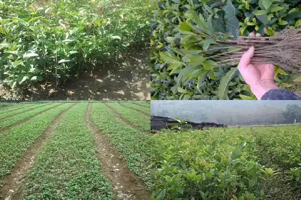 月亮里面的桂花树1686183191679