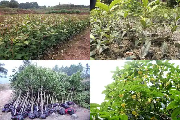 月亮上的桂树是桂花树吗1686183231036