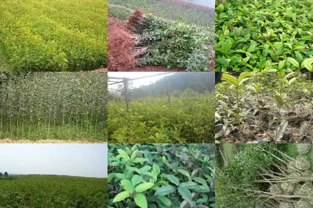 月亮上的桂树是桂花树吗1686183231084