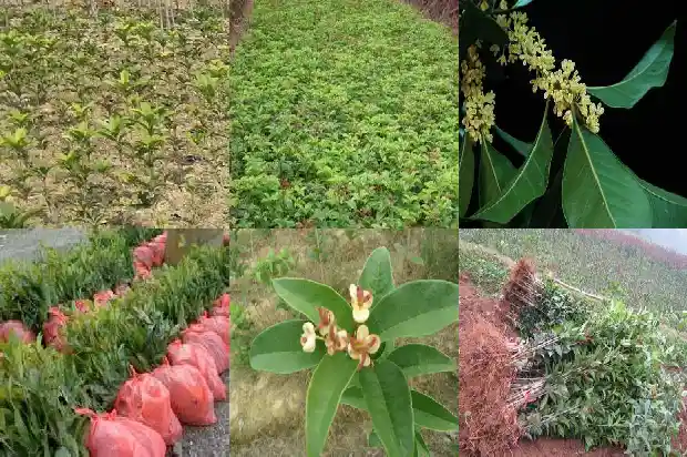 江苏桂花树市场价格表最新1690331410225