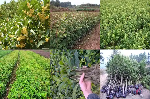月亮中的桂花树1686183309542