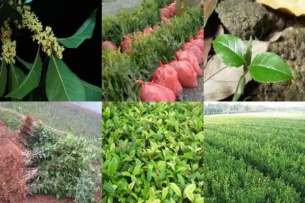 桂花长什么样子细致观察1686183350174