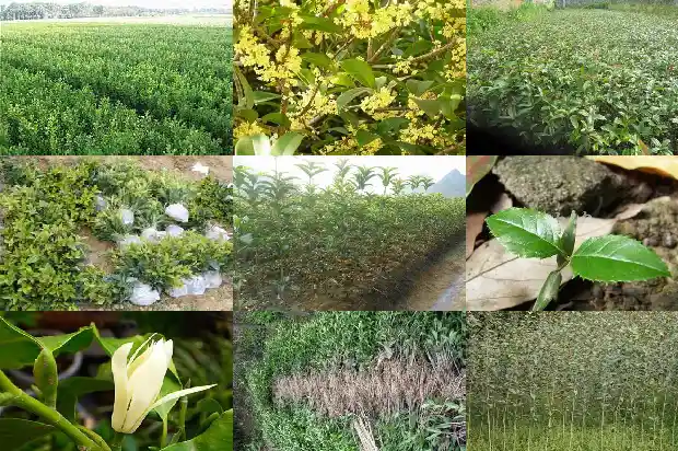 桂花长什么样子细致观察1686183350269