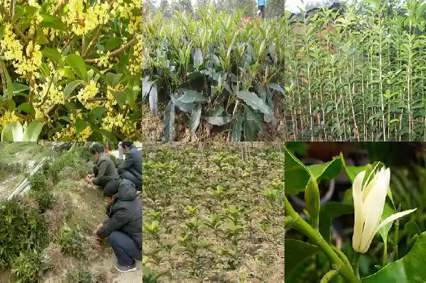 桂花的花瓣有什么颜色1686183467425