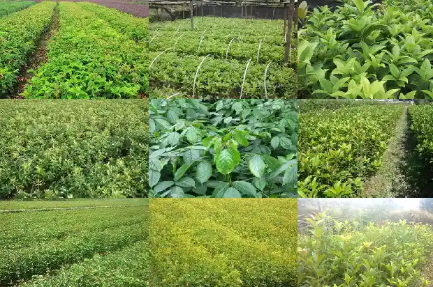 桂花的花瓣是什么颜色的?1686183500354