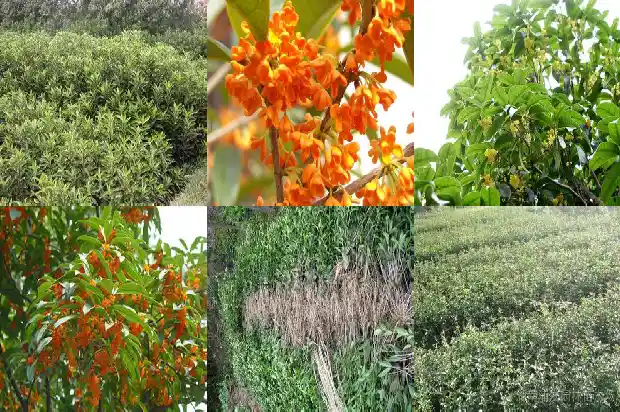 桂花的花瓣是什么颜色的?1686183500401