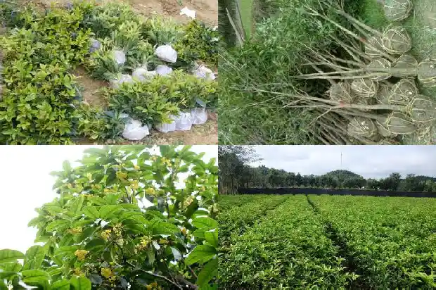 桂花有绿色花的吗1686183531511