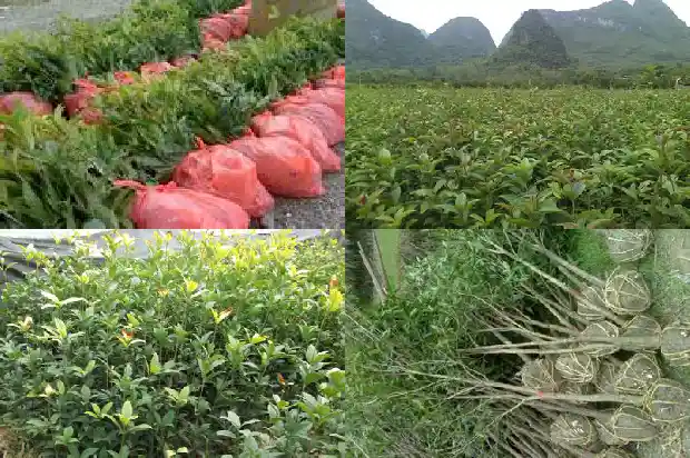桂花为什么不值钱了呢1688435664116