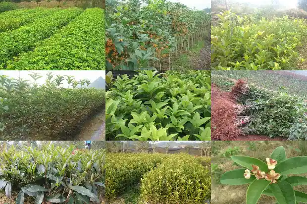 桂花有绿色花的吗1686183531606