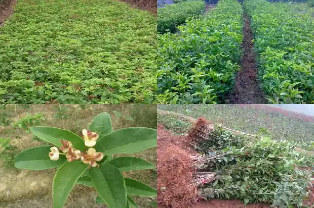 月桂花是什么花的别称1686183561034