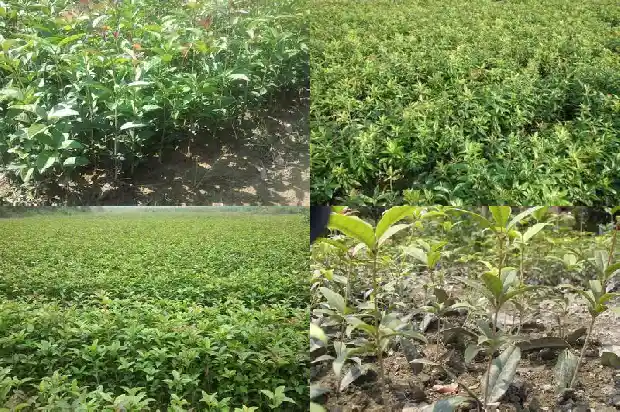 月桂花是什么花的别称1686183561082