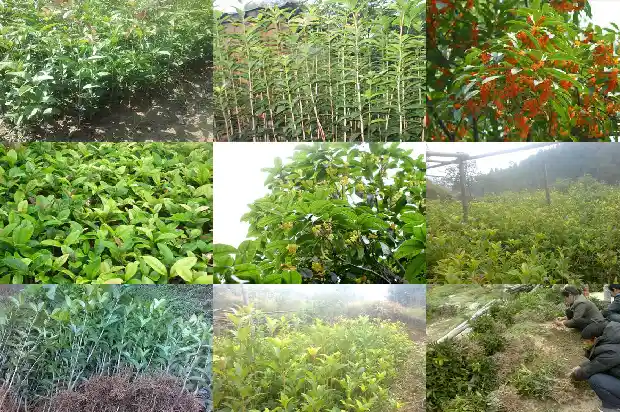 月桂花是什么花的别称1686183561130