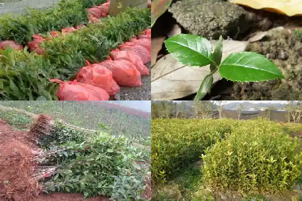 桂花是什么花卉1686183595088