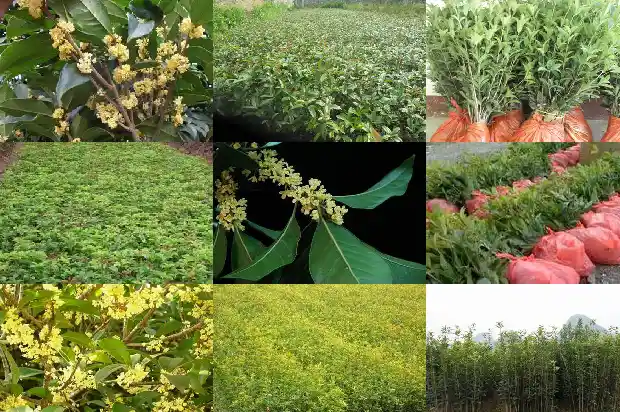 桂花是什么花卉1686183595136