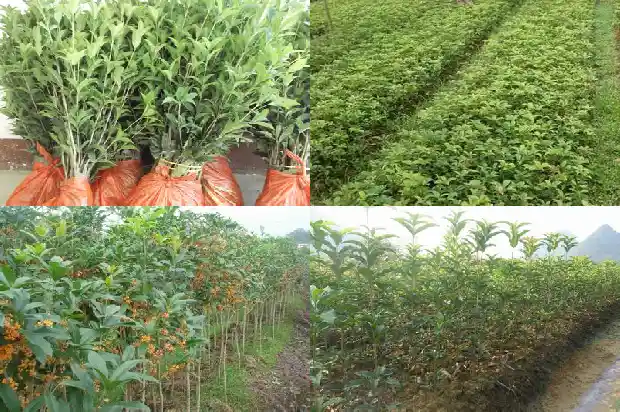 桂花是什么花絮1686183626145