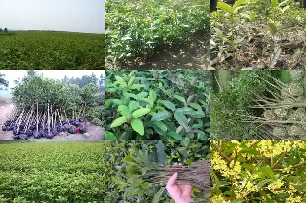 桂花开花吗1686183714620