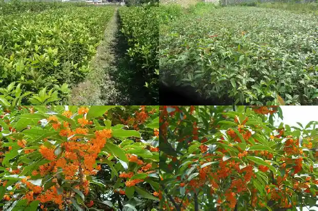 桂花开花吗1686183714667