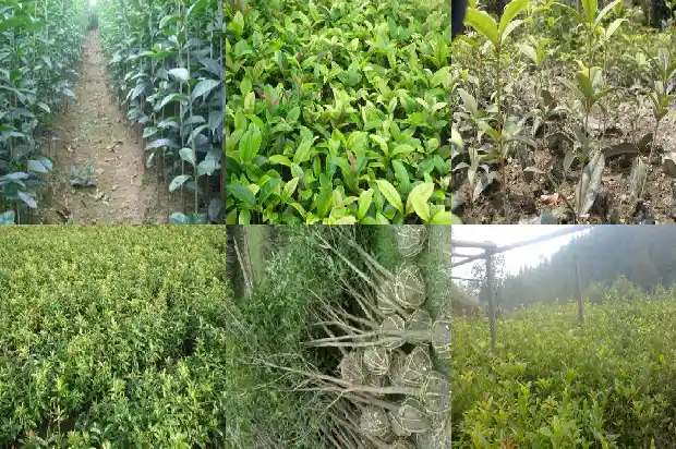 桂花开花吗1686183714715