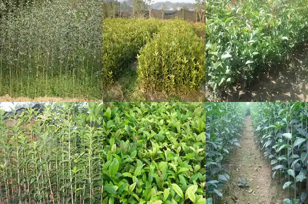 泡茶的桂花1688949045731