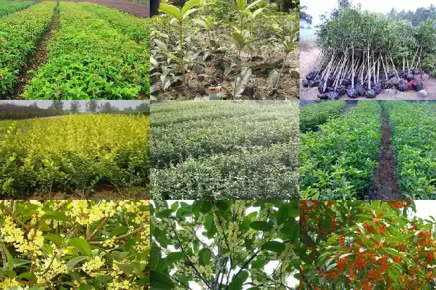 桂花树的花苞怎么看好坏1686183781728