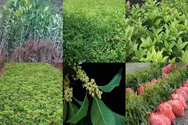 桂花树有花苞吗1686183799461