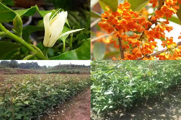 桂花树有花苞吗1686183799557