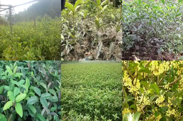 桂花叶芽花苞怎么区分1686183817313