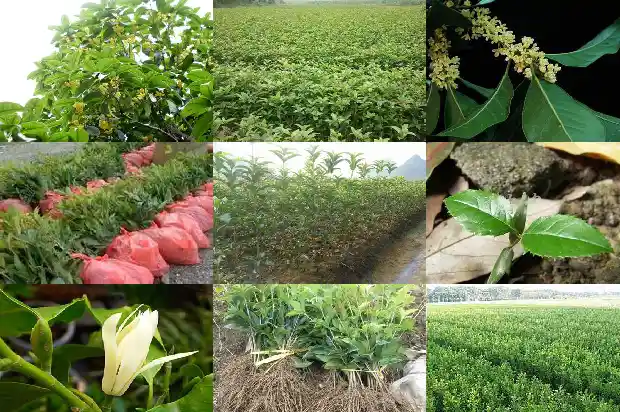 桂花叶芽花苞怎么区分1686183817360