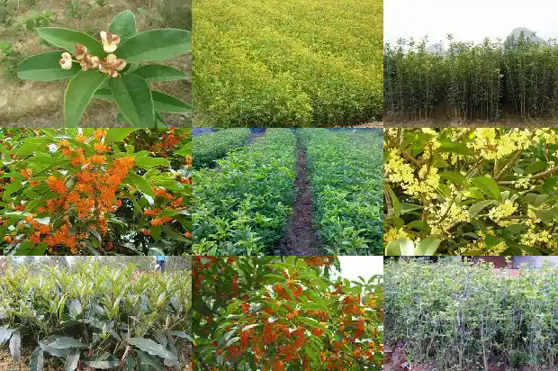桂花树盆栽价格多少一棵好活啊1688690920686