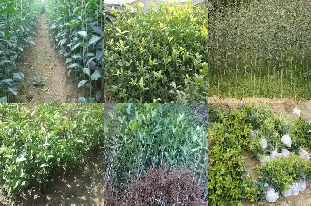 桂花几年开花最多呢1688861585137