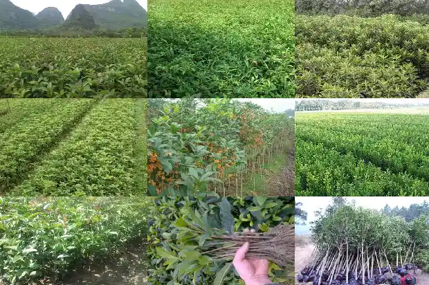 九月种桂花树能活吗1688862274983