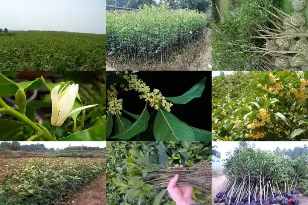 桂花有花苞不开花什么原因1686183876004