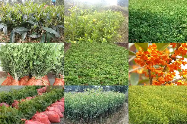 桂花有花苞不开花什么原因1686183876051