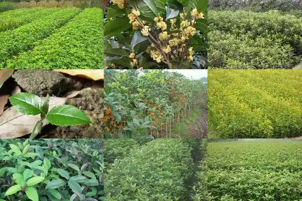 桂花有花苞不开花什么原因1686183876147