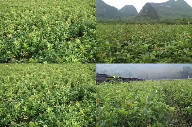 桂花几年换盆一次最好1686183899168