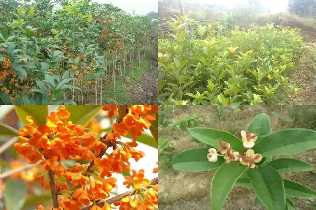 桂花几年换盆一次最好1686183899312