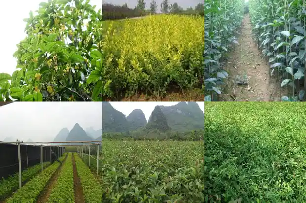 有关桂花的七字对联1686183917916