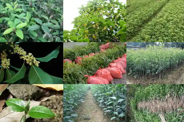 7月份桂花怎么开花了1686183937426