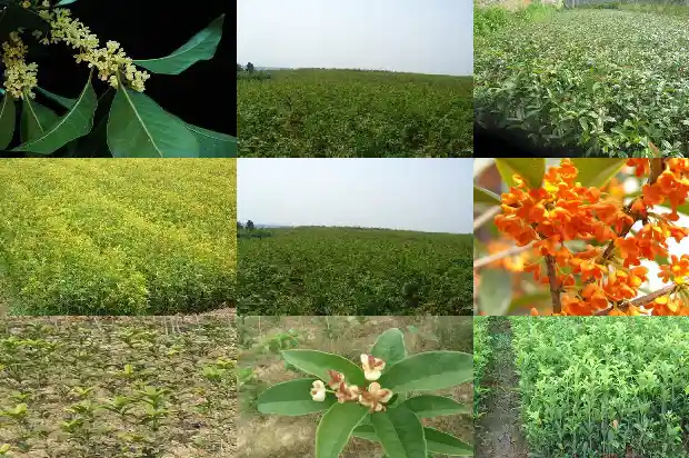 七月份桂花开了1686183959557